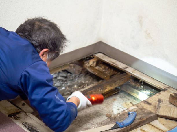 Best Emergency Mold Removal  in Ammon, ID
