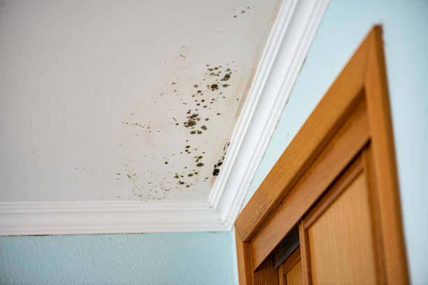 Best Commercial Mold Removal  in Ammon, ID