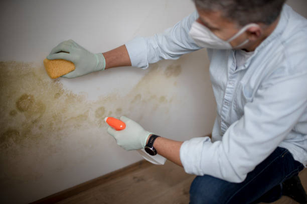 Best Mold Remediation  in Ammon, ID