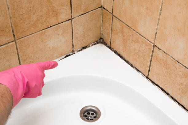 Best Certified Mold Removal  in Ammon, ID